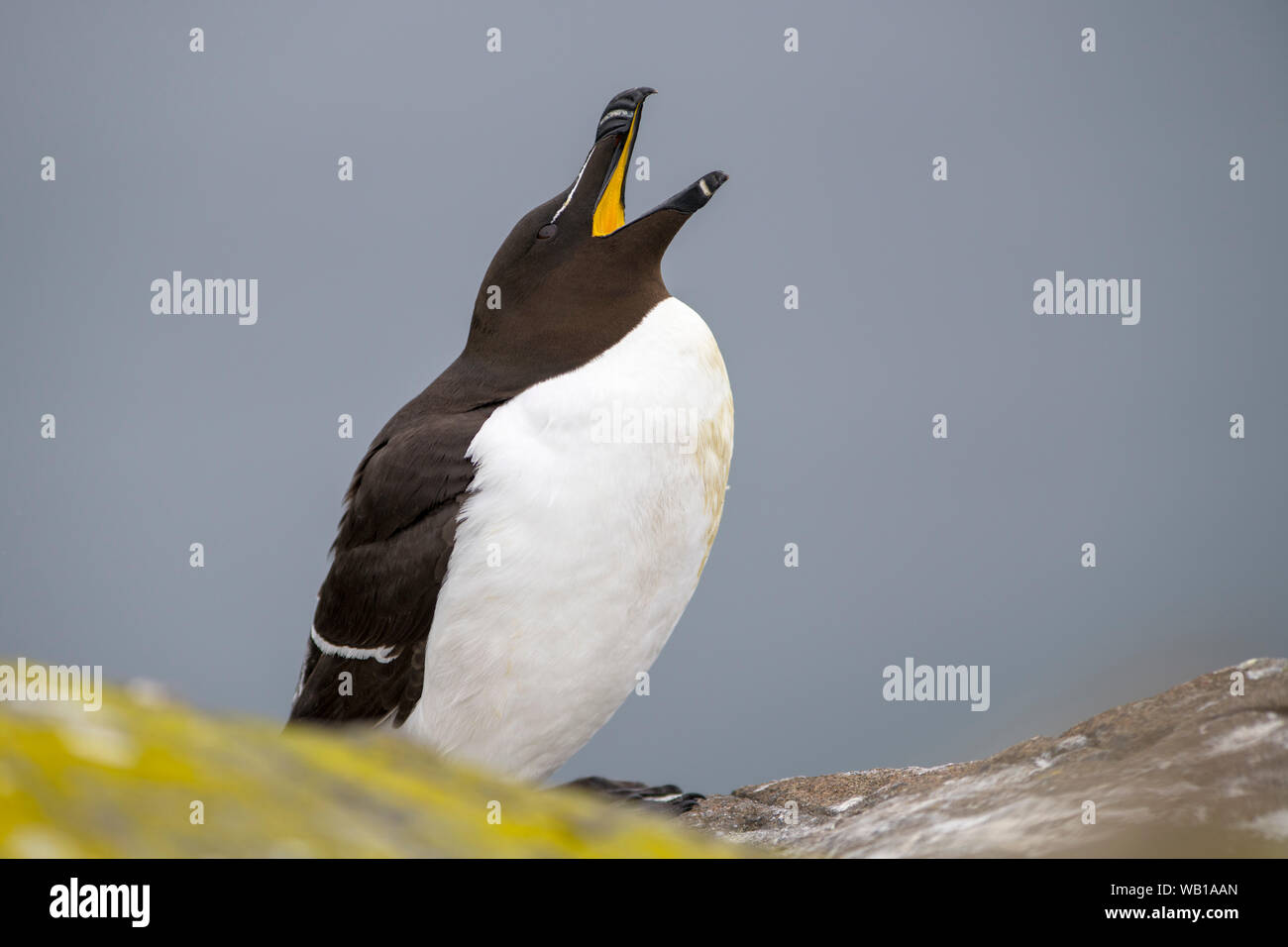 L'Écosse, l'île de mai, Petit Pingouin avec bec ouvert Banque D'Images