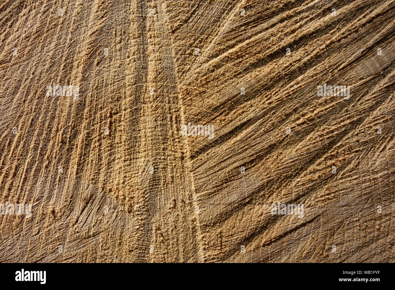 Sapin cross cut, bois texture et couleur Banque D'Images