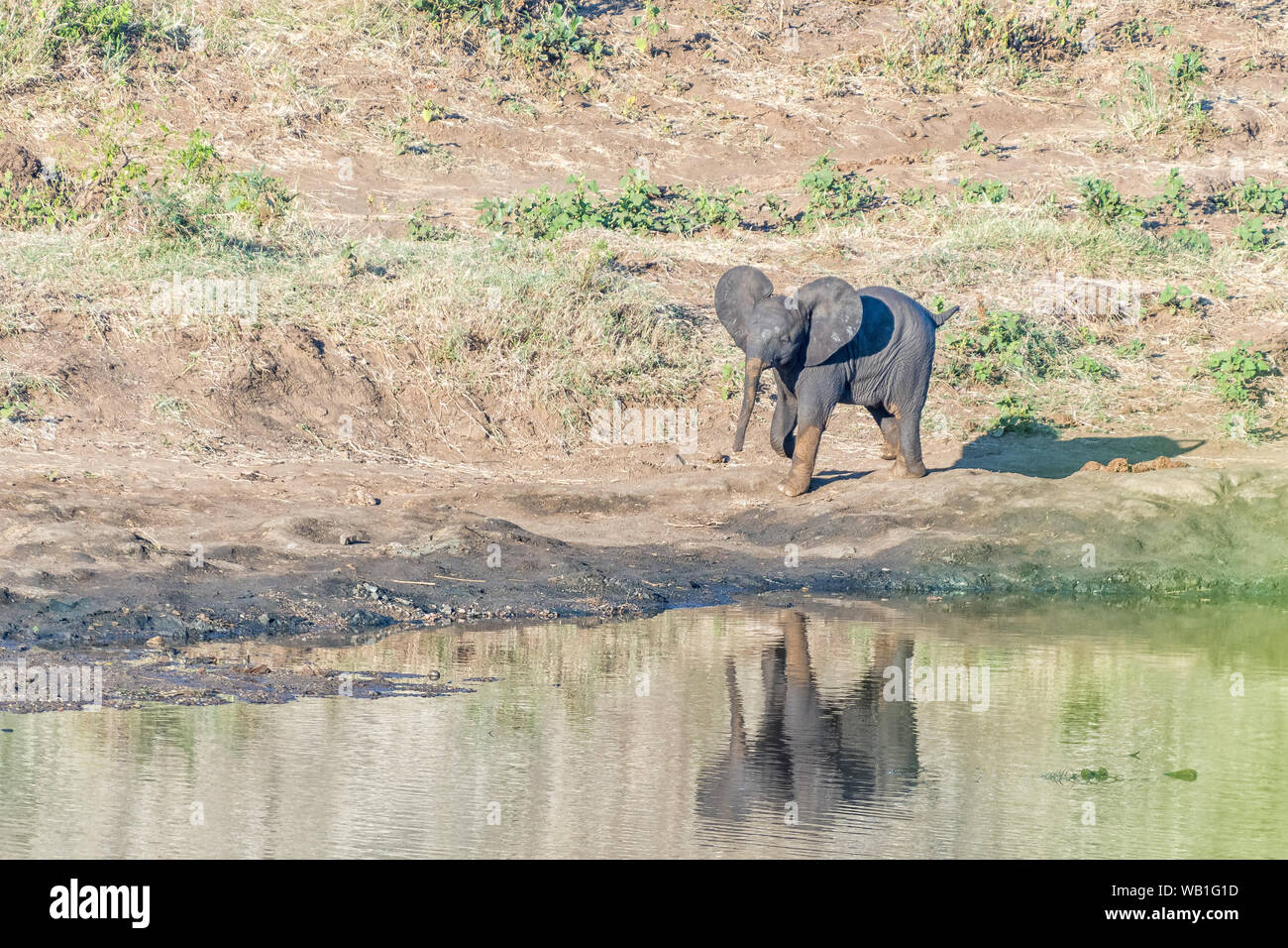 Un éléphant d'Afrique veau marche à côté de la rivière Shingwedzi Banque D'Images