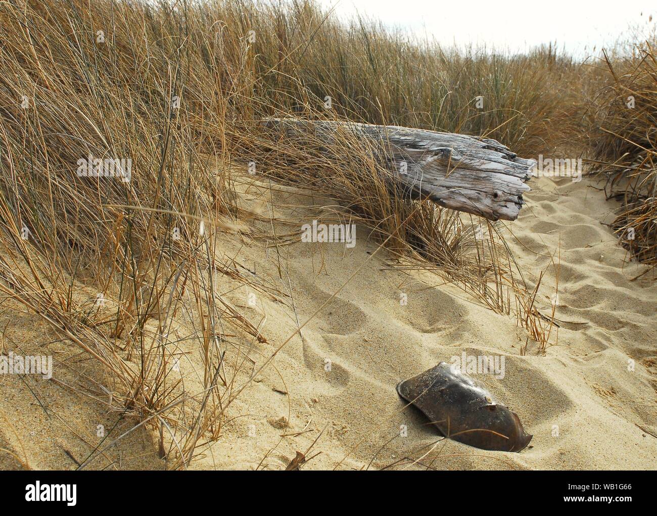Les dunes de sable de la baie de Chesapeake dans l'herbe couverte de bois de grève et Limule shell Banque D'Images
