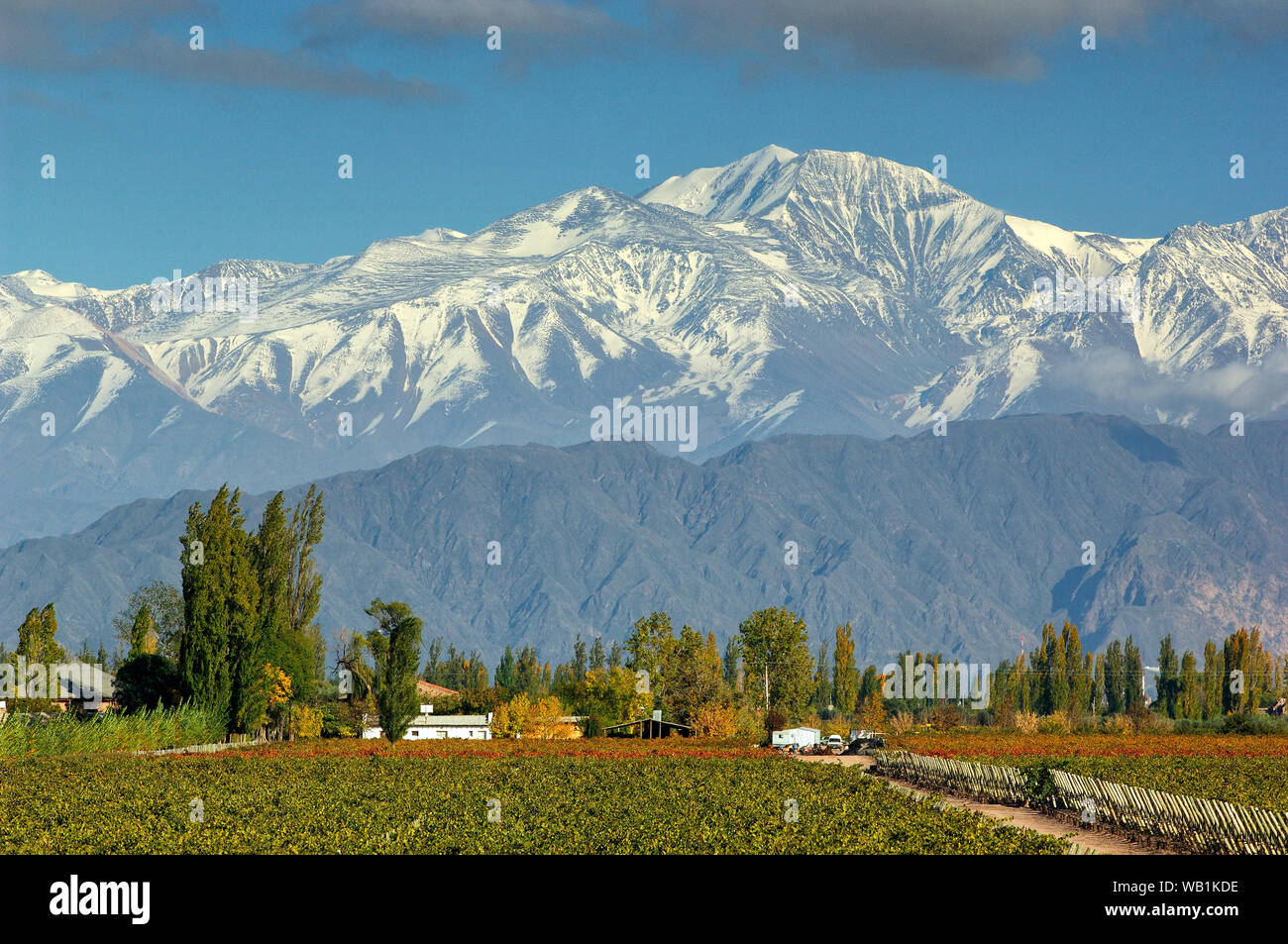 Vignobles et Cerro Tupungato, Bodega, Andes, Lujan de Cuyo, Mendoza, Argentine, Amérique du Sud, 30077985 Banque D'Images