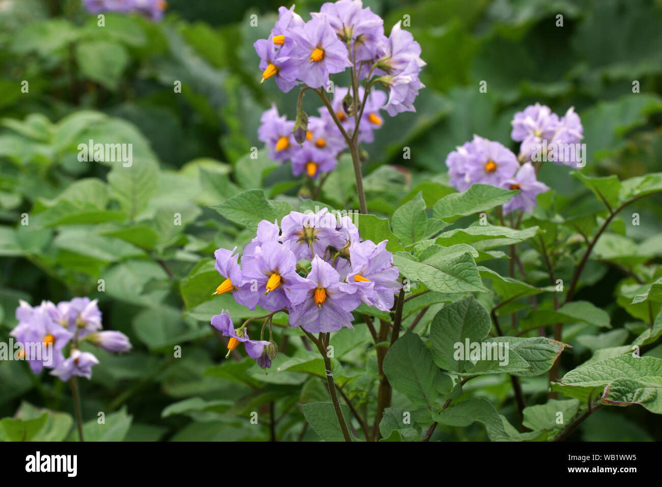 Fleurs d'un plant de pomme de terre. Banque D'Images