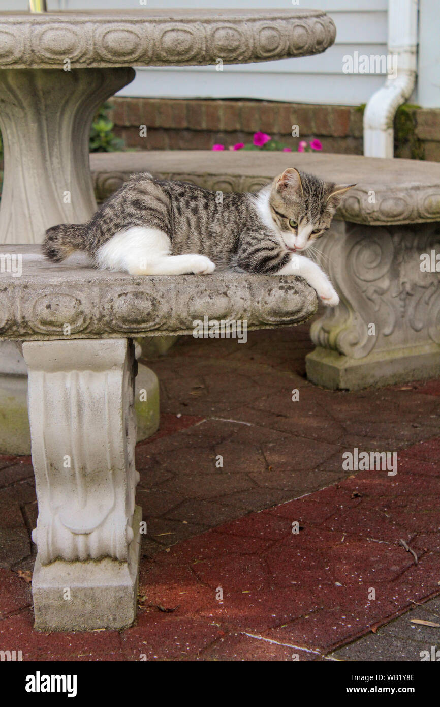 Chat à rayures avec courte queue allongée sur la table du ciment Banque D'Images
