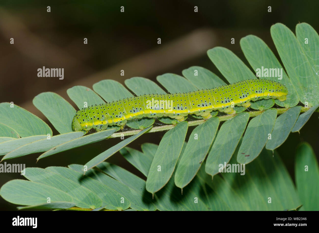 Phoebis sennae sans nuages, soufre, larve sur pois perdrix, Chamaecrista fasciculata Banque D'Images