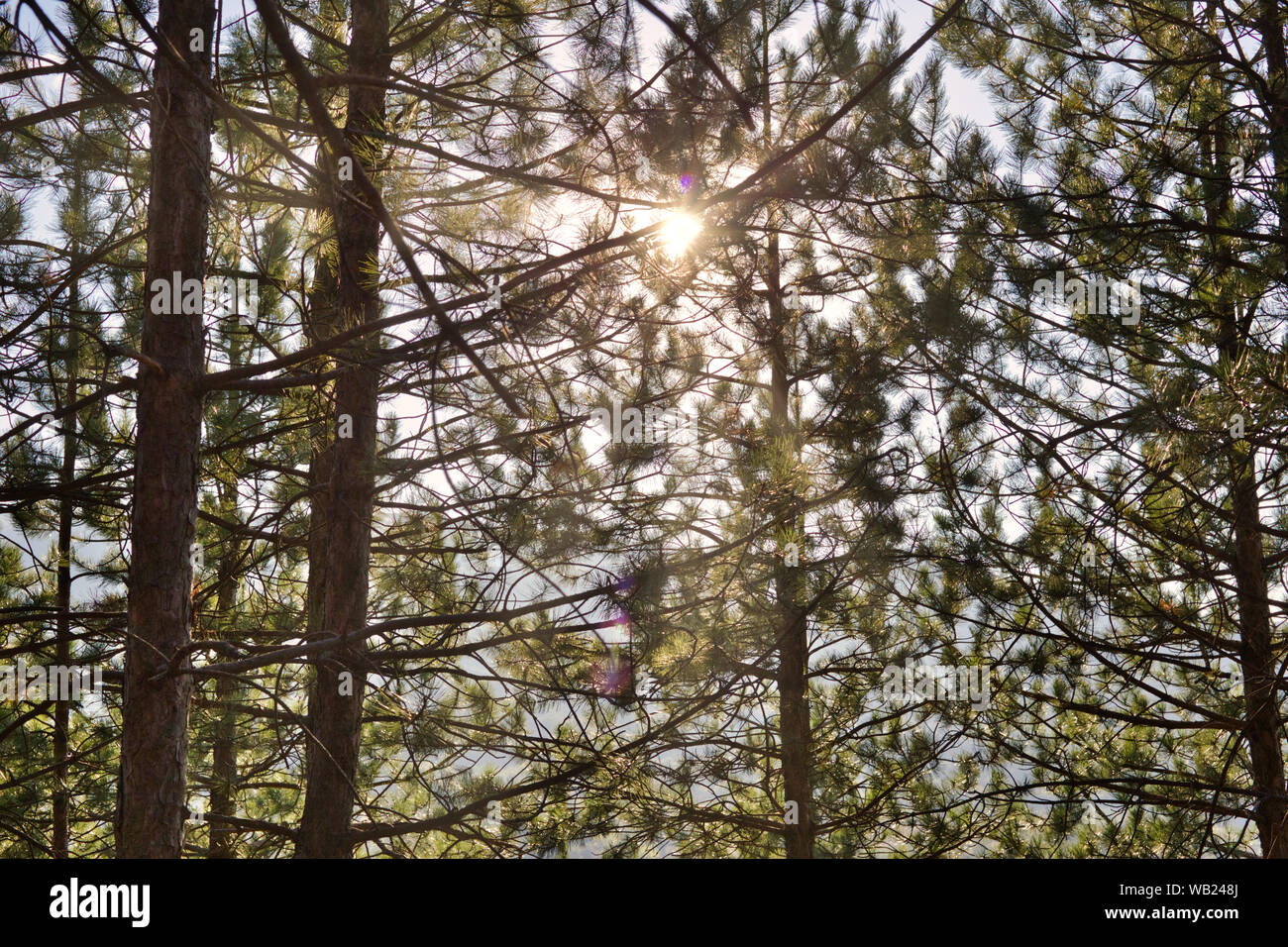 Fond naturel magnifique avec la lumière du soleil qui brillait à travers les arbres dans la forêt de pins. Banque D'Images