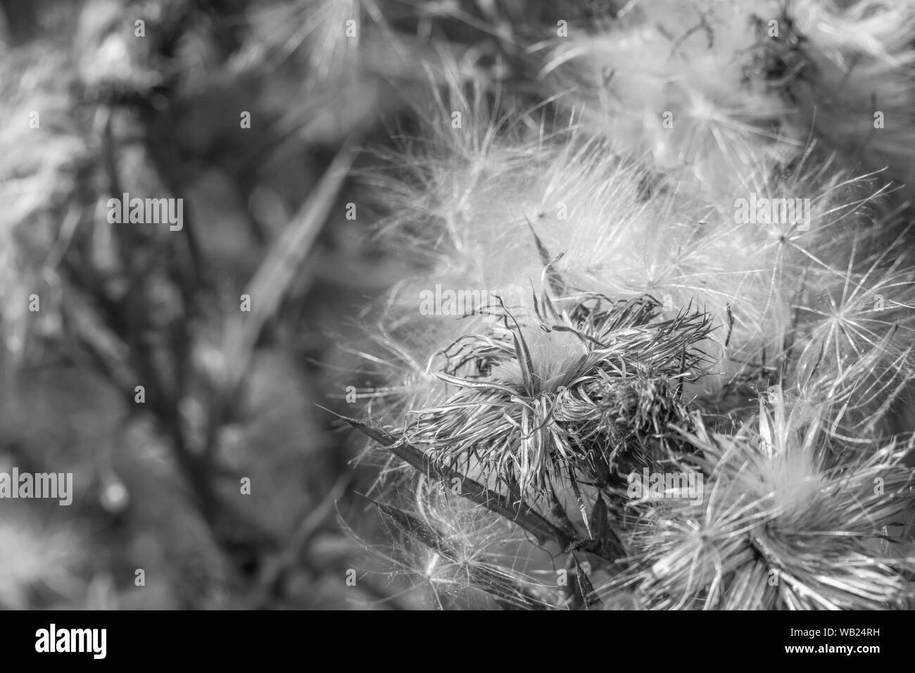 Image de l'altération monochrome de thistledown un chef de Lance Chardon Cirsium vulgare. Métaphore de pourriture, de fin de saison. Banque D'Images