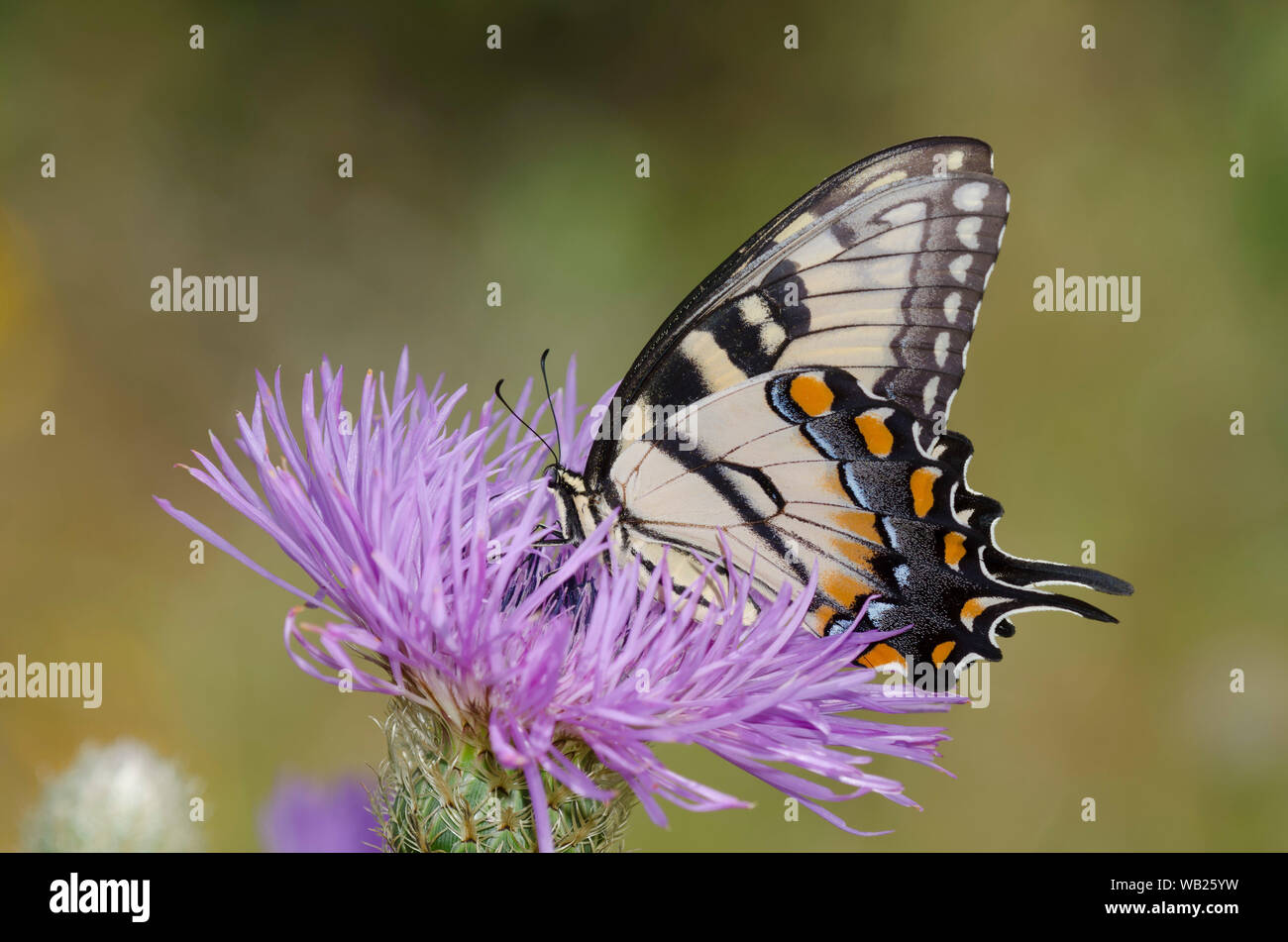 Tiger Swallowtail de l'est, Pterourus glaucus, nectaring femelle sur le chardon étoilé américain, Plectocephalus americanus Banque D'Images