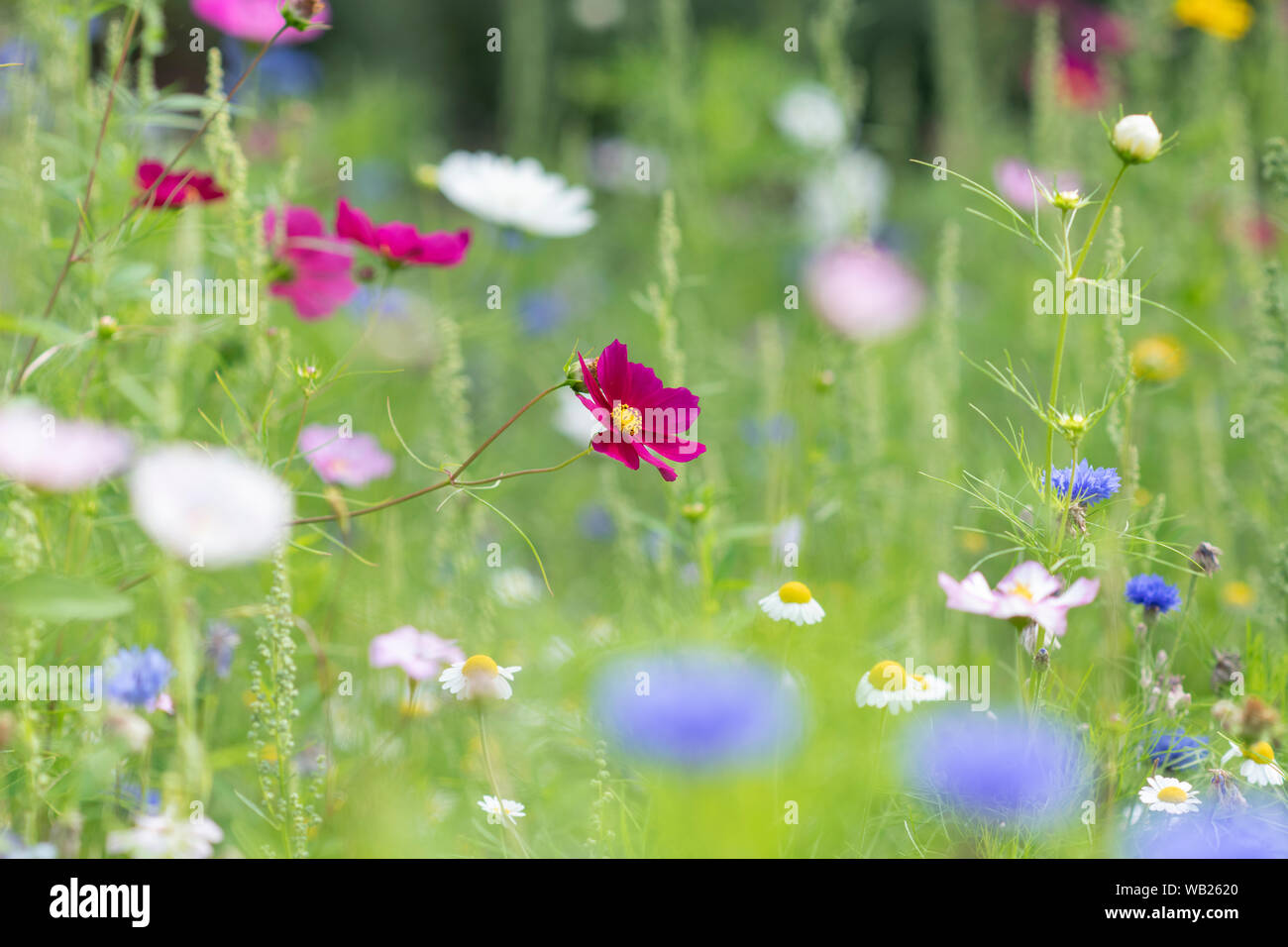 Cosmos bipinnatus fleur. Aster mexicain Banque D'Images