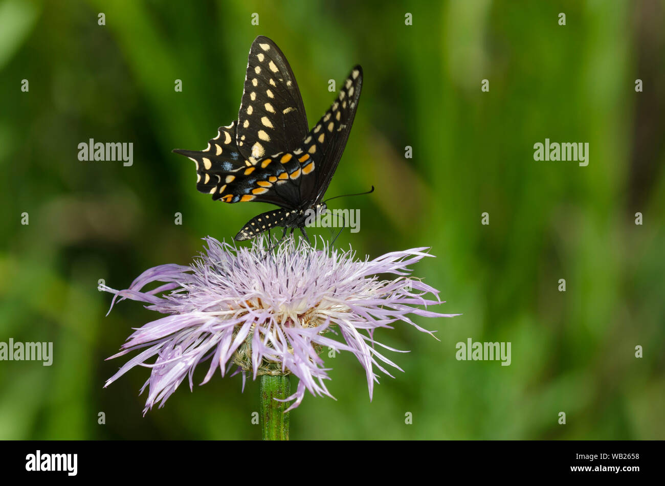 Papilio polyxenes, Swallowtail noir, homme de nectar sur Star américaine-chardon, Plectocephalus americanus Banque D'Images
