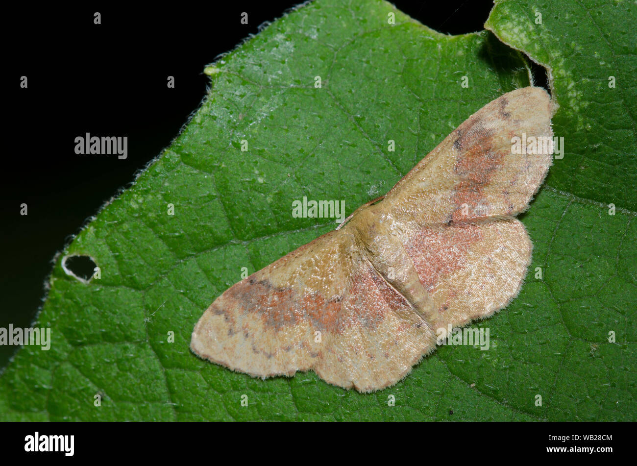 Light-Leptostales ferruminaria, l'onde est dépouillé ribboned . Banque D'Images