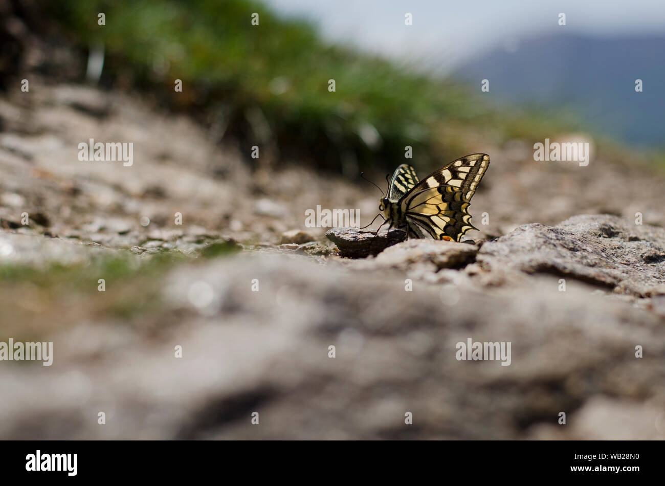 Papillon jaune reposant sur des rochers Banque D'Images