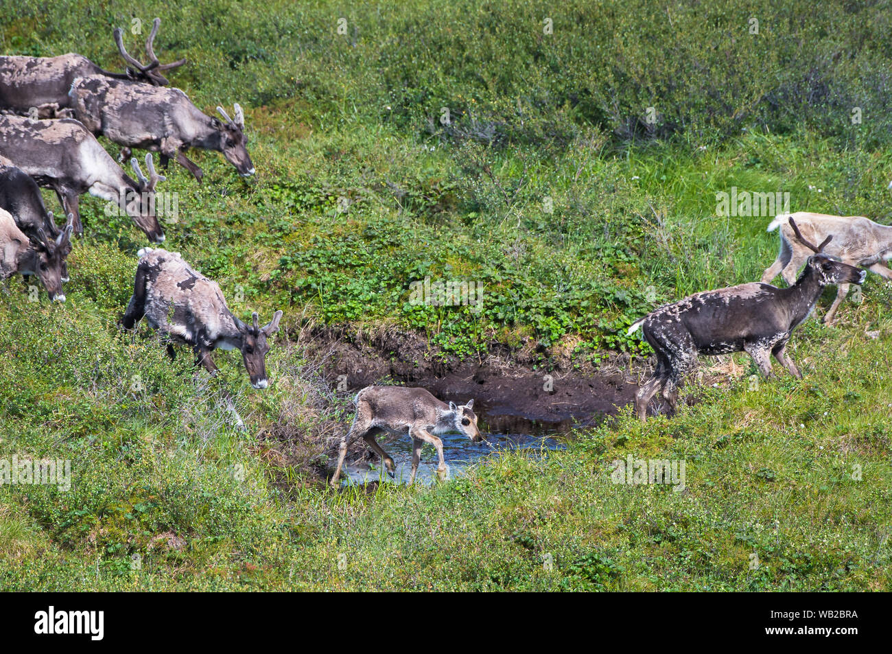 Yukon, Canada - le 23 juillet 2016 : La harde de caribous de la migration estivale par Versant Nord arctique du Yukon Région.. Banque D'Images