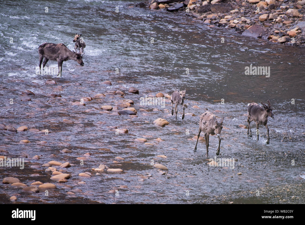 Yukon, Canada - le 22 juillet 2016 : La harde de caribous de la migration estivale par Versant Nord arctique du Yukon Région.. Banque D'Images