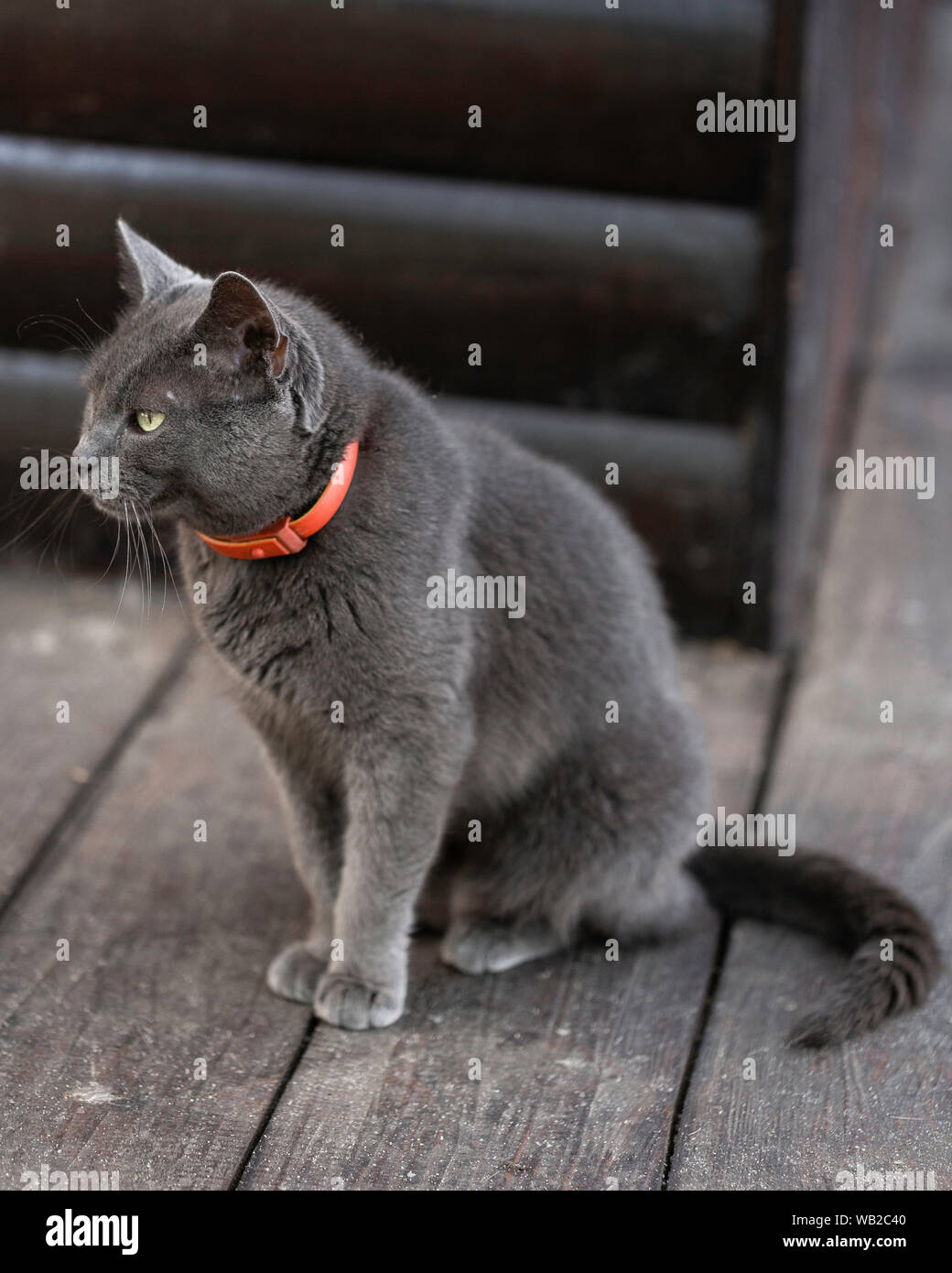 Beau chat noir Banque D'Images