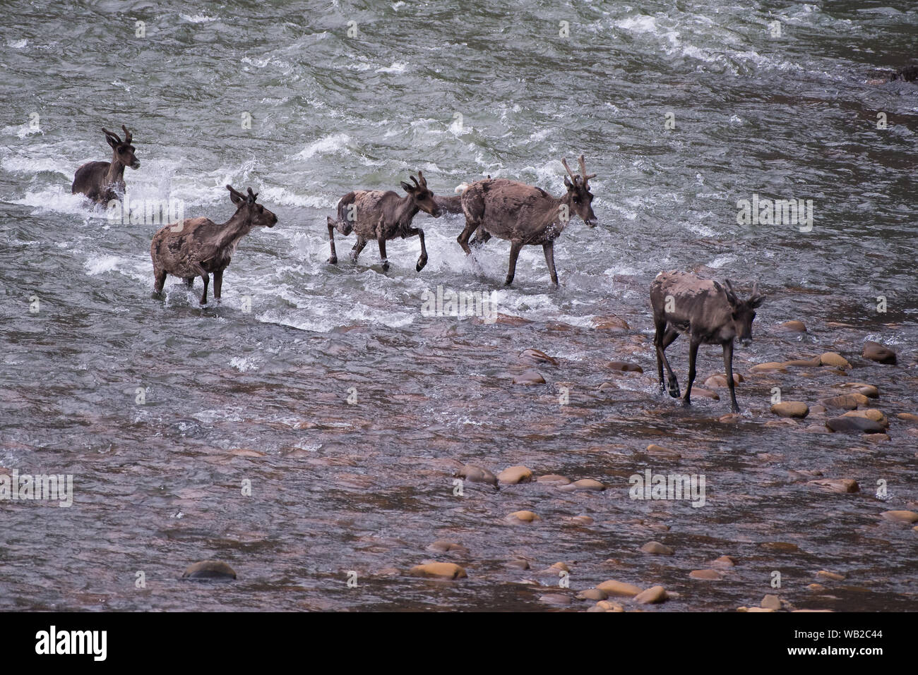 Yukon, Canada - le 22 juillet 2016 : La harde de caribous de la migration estivale par Versant Nord arctique du Yukon Région.. Banque D'Images