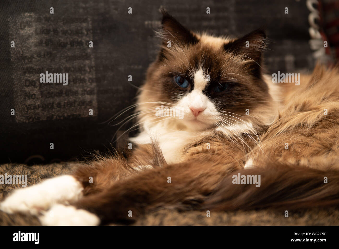 Chat aux yeux bleu russe de Saint-Pétersbourg. Un noble rare race de chats. Neva Masquerade, Longhair, sibérien. Point de couleur. Banque D'Images