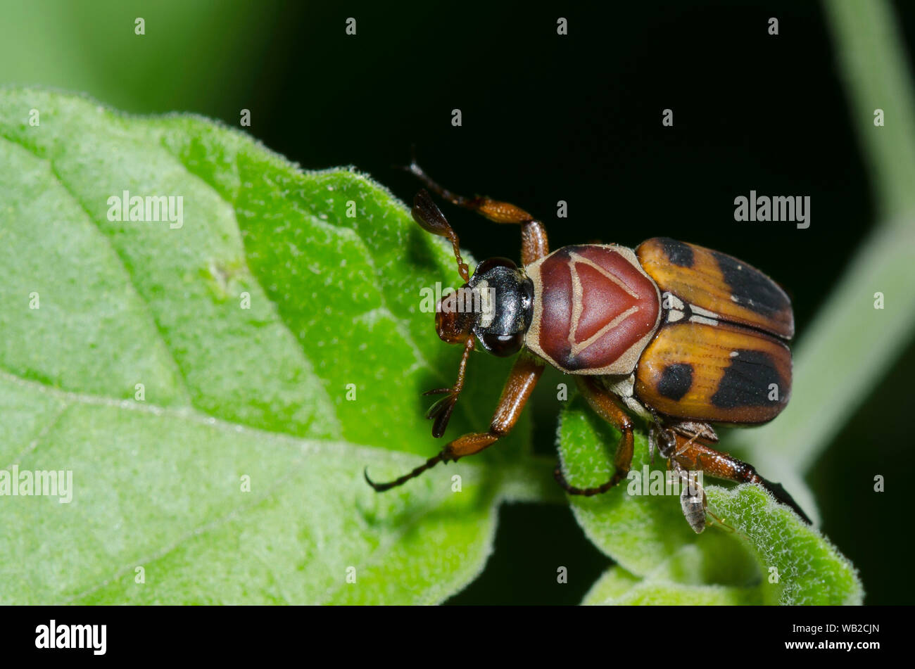 Scarab, Trigonopeltastes Fleur Delta Delta Banque D'Images