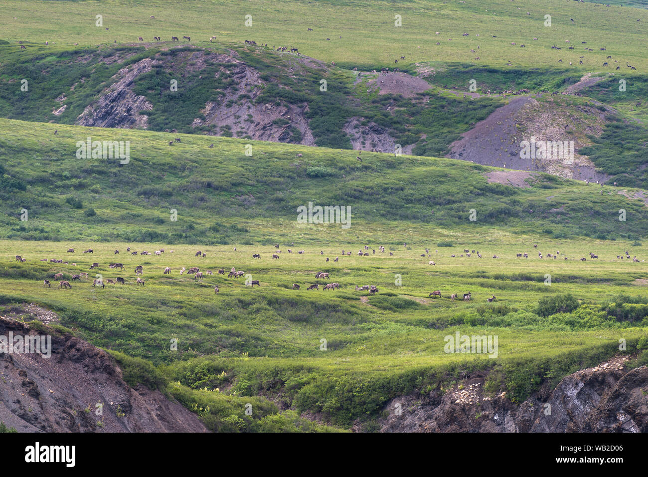 Yukon, Canada - le 21 juillet 2016 : La harde de caribous de la migration estivale par Versant Nord arctique du Yukon Région.. Banque D'Images