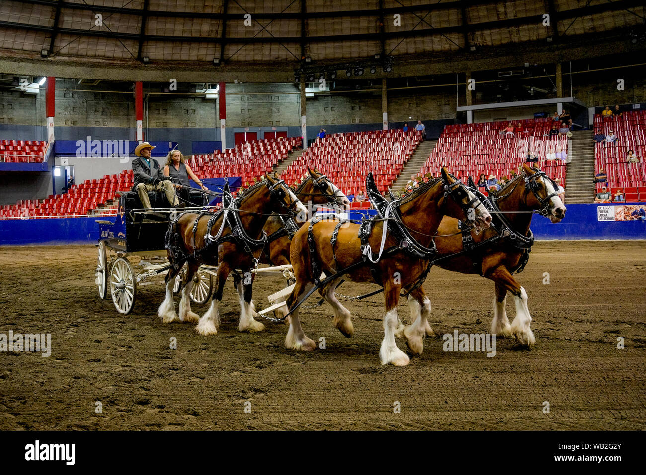 Carlaw chevaux Clydesdale, Clydes traction d'un chariot, l'ÉNP, Agrodome, Vancouver, British Columbia, Canada Banque D'Images