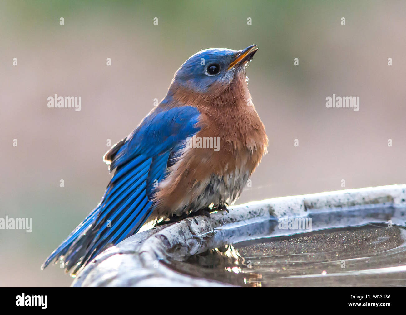 Un homme est de l'Oiseau Bleu perché sur un bain d'oiseaux. Banque D'Images