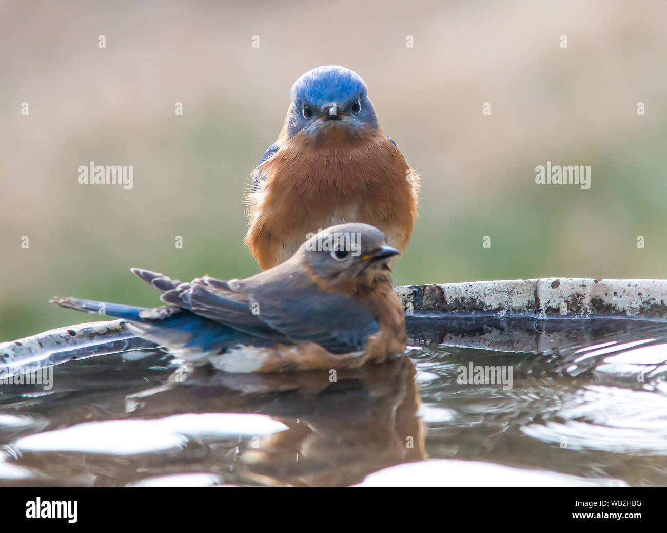 Un mâle et une femelle de l'Oiseau bleu de l'Est posent sur un bain d'oiseaux. Banque D'Images
