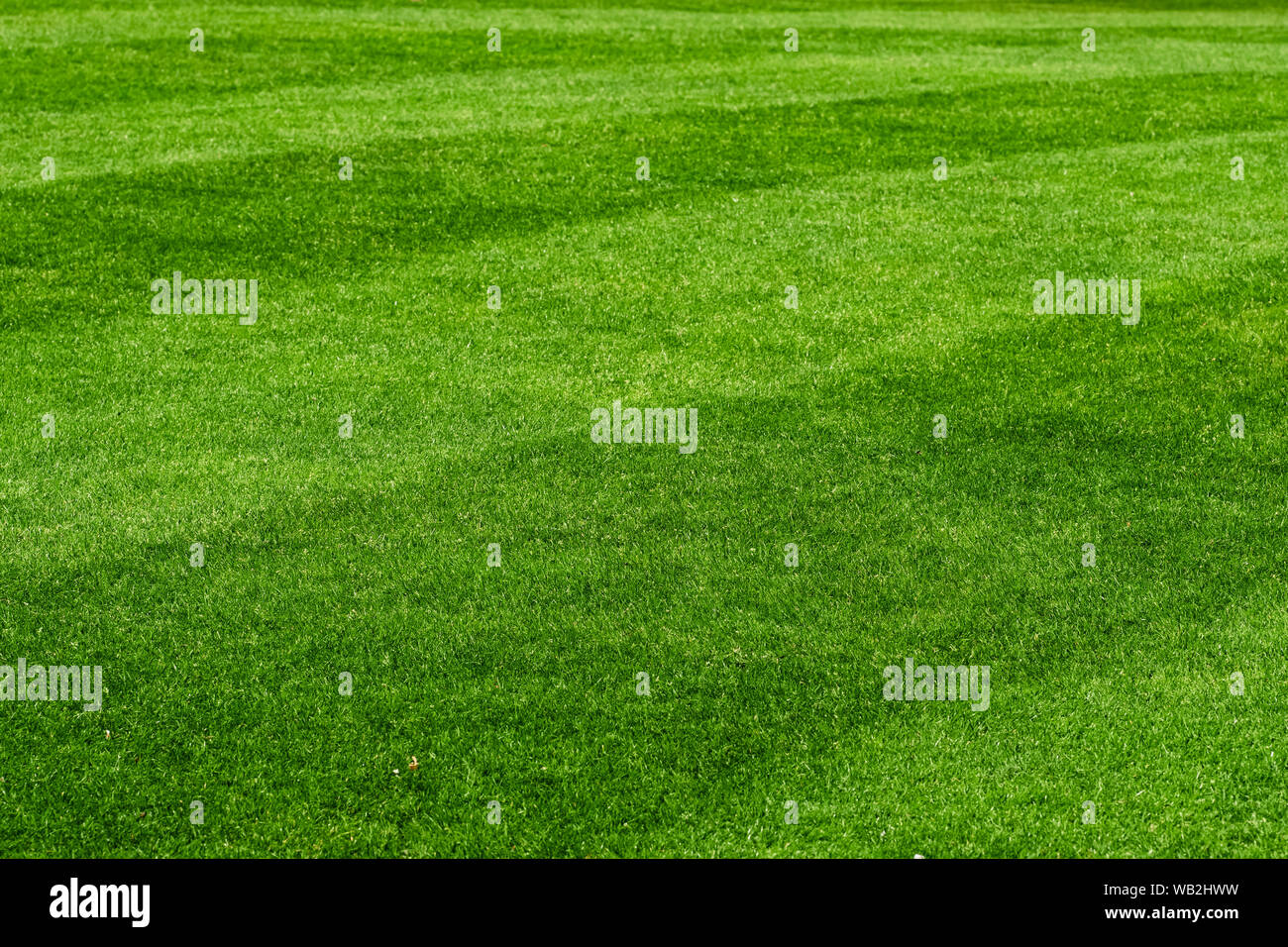 Belle pelouse verte fraîche fond de champ Banque D'Images
