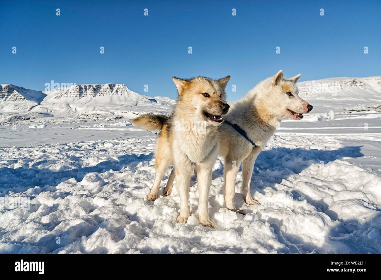 Deux chiens du Groenland sur la glace de mer, Qeqertarsuaq, soirée disco, l'île du Groenland, Danemark Banque D'Images