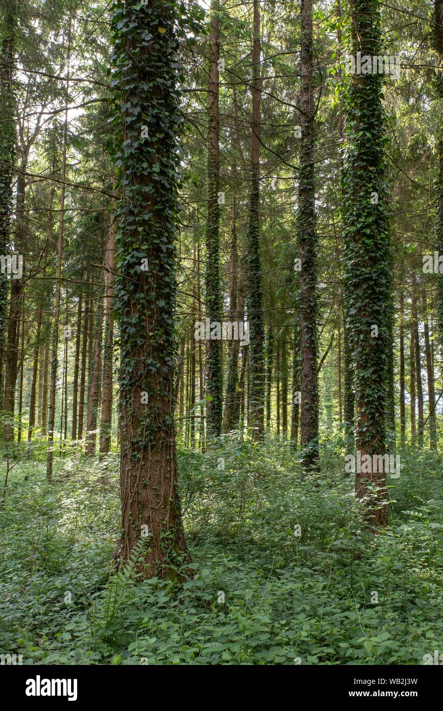 La forêt de conifères avec des troncs d'arbres couverts de lierre, Vorarlberg, Autriche Banque D'Images