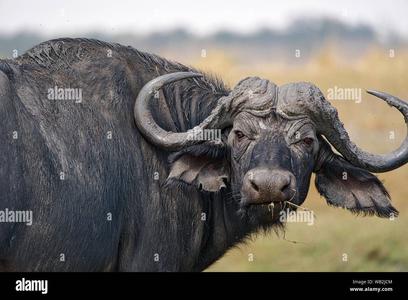 Portrait de buffle africain lors d'un safari Chobe au Botswana, Afrique. Banque D'Images