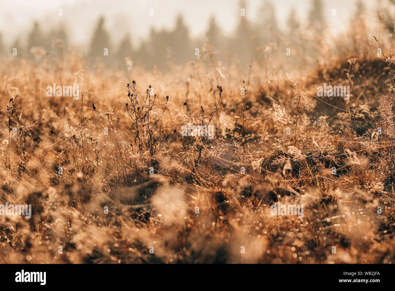 Spider web dans les bosquets d'herbe d'automne au lever du soleil Banque D'Images