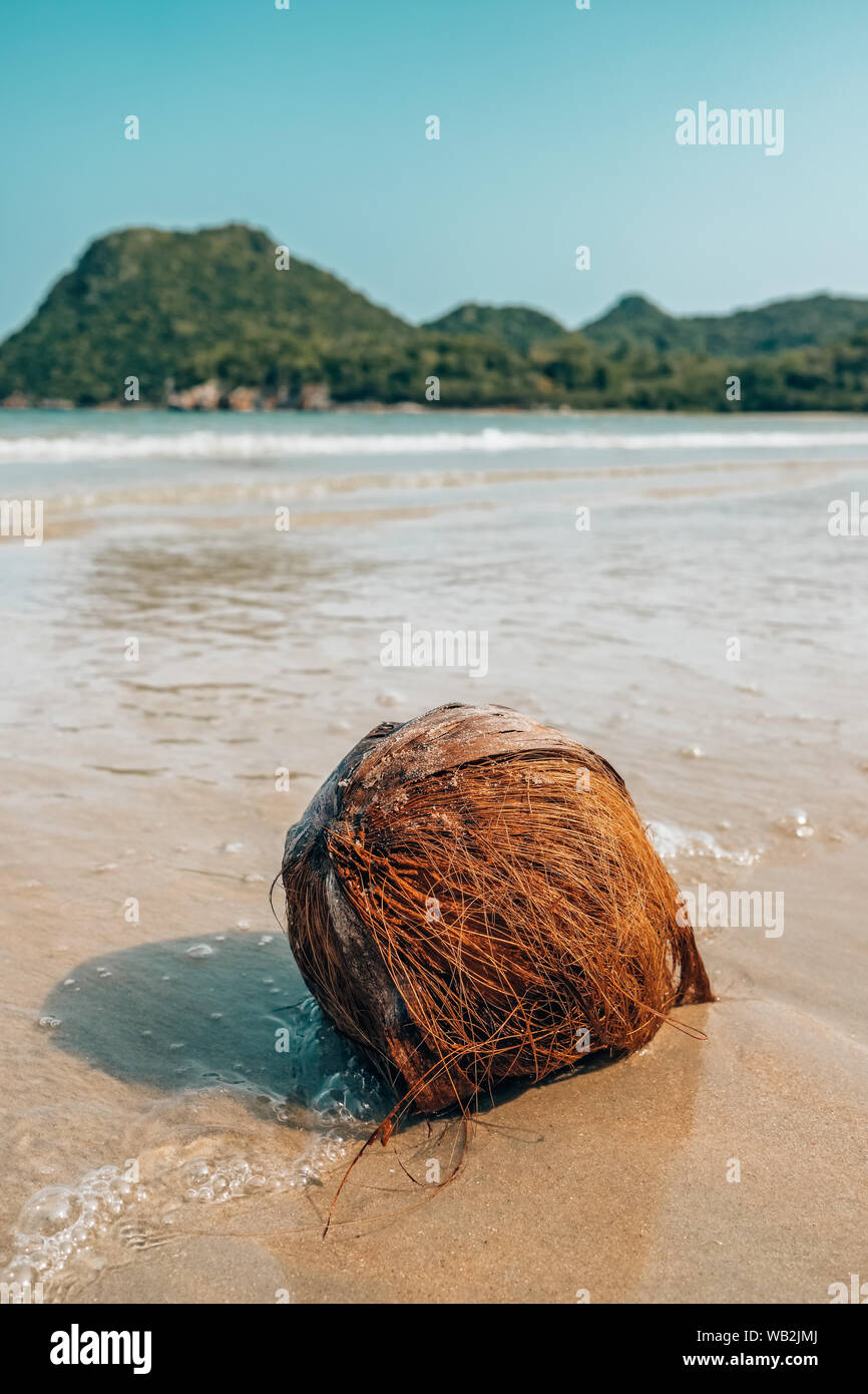 Coconut sauvages sur la plage, dans les vagues de la mer Banque D'Images