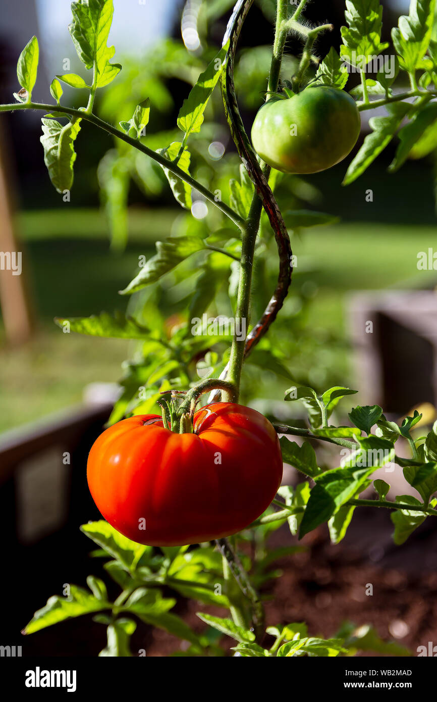 Tomate rouge de 'Marmande' sous le soleil de la cuisine jardin Banque D'Images