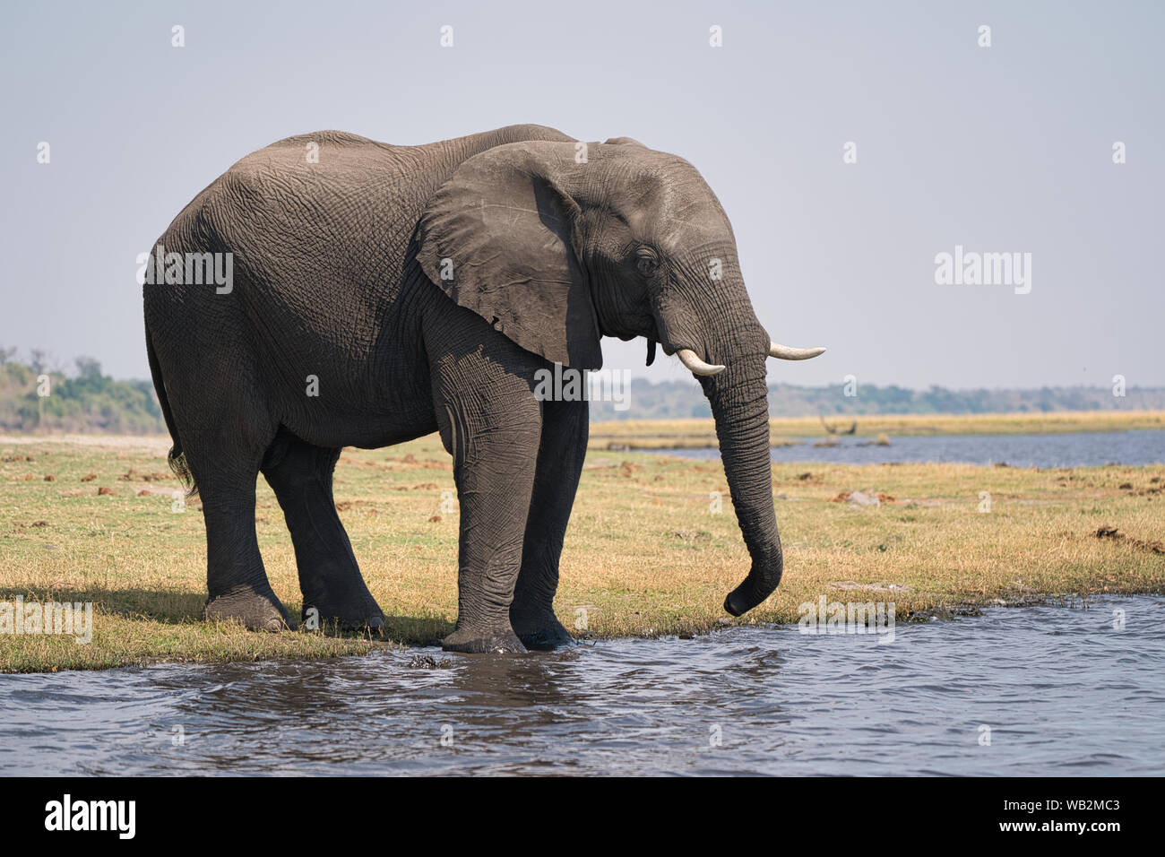 Éléphant d'Afrique marchant au bord de l'eau lors d'un safari de Chobe au Botswana, Afrique. Banque D'Images