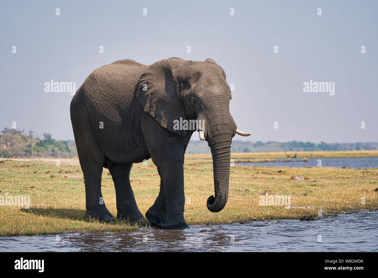 Éléphant d'Afrique marchant au bord de l'eau lors d'un safari de Chobe au Botswana, Afrique. Banque D'Images