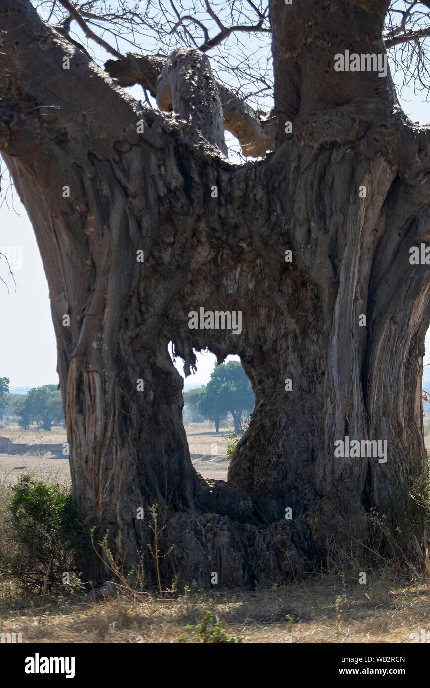 Un vieux grand baobab avec un énorme trou dans son tronc Banque D'Images
