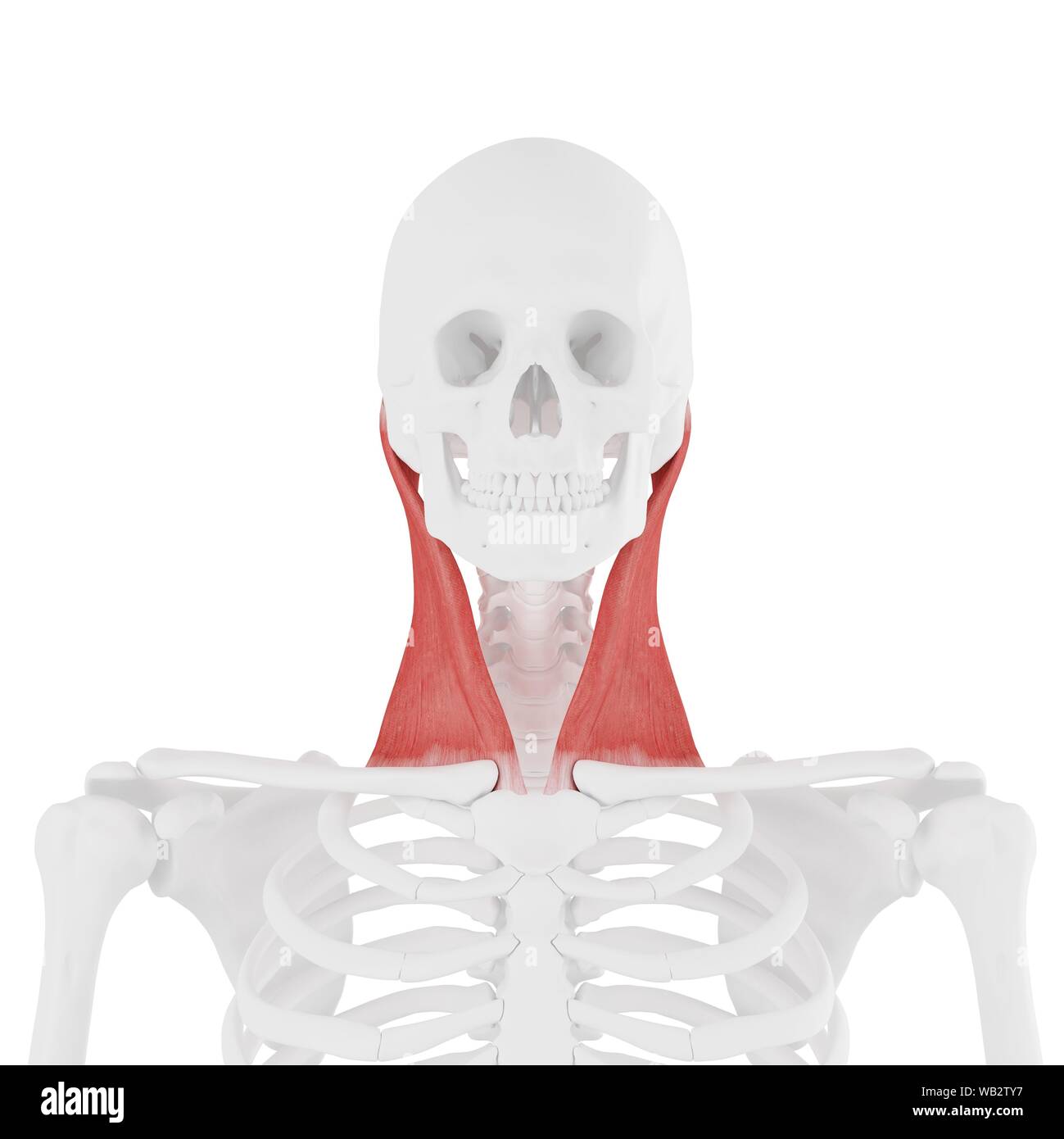 Sternocleidomastoid muscle Banque de photographies et d’images à haute résolution Alamy