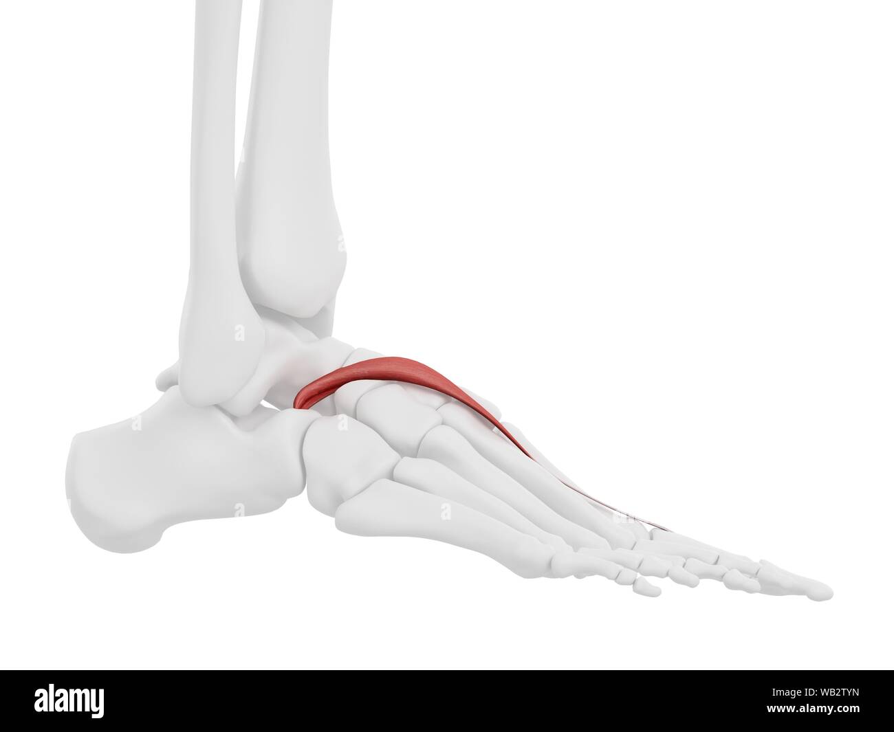 Extensor hallucis brevis muscle, illustration de l'ordinateur. Banque D'Images