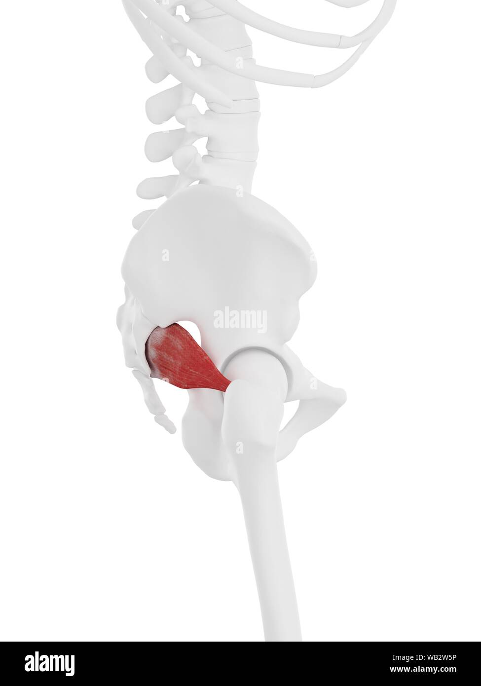 Muscle pyramidal, illustration de l'ordinateur. Banque D'Images