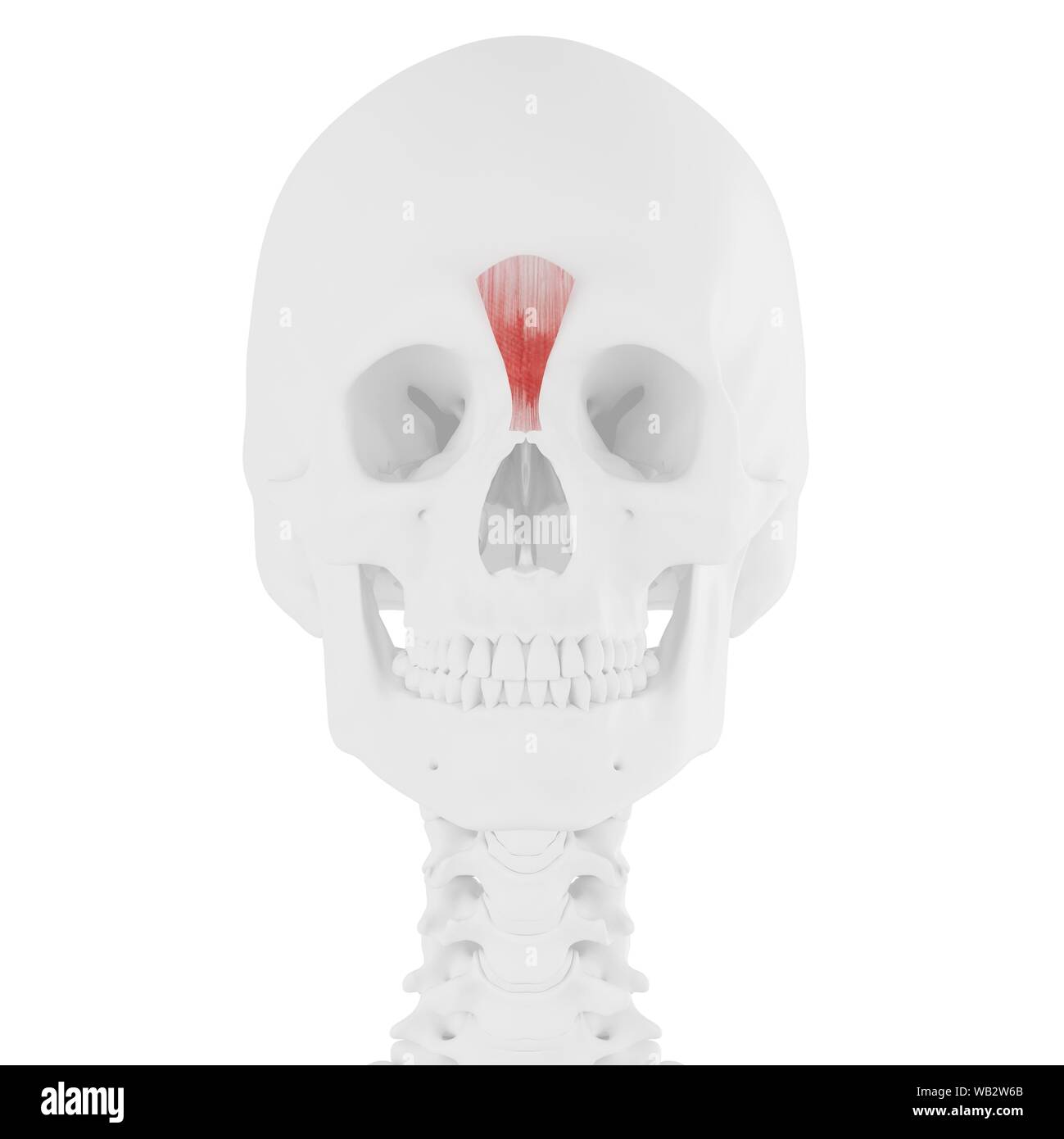 Muscle Procerus, illustration de l'ordinateur. Banque D'Images