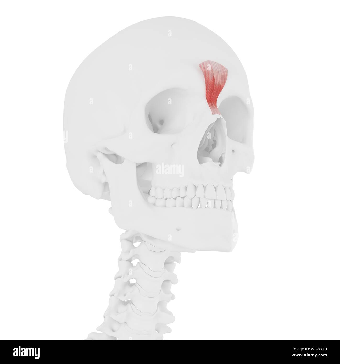 Muscle Procerus, illustration de l'ordinateur. Banque D'Images