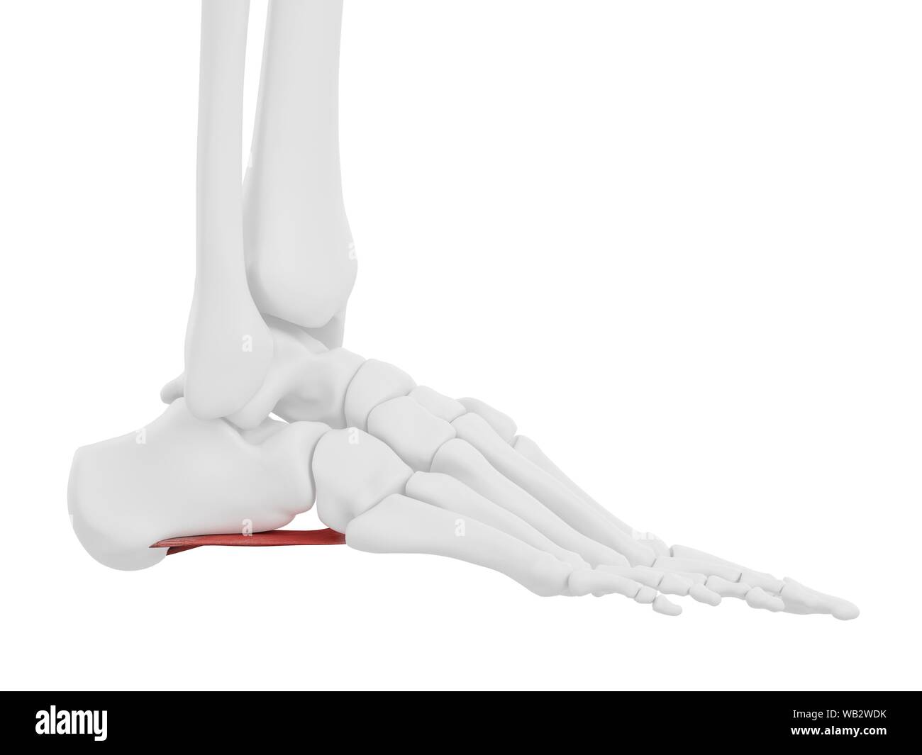 Quadratus plantae muscle, illustration de l'ordinateur. Banque D'Images