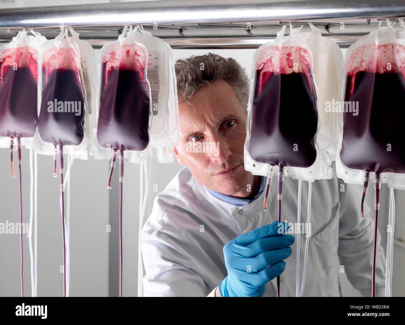 Traitement du sang des donneurs. Le sang du donneur est le fait d'être séparé en ses composants. Banque D'Images
