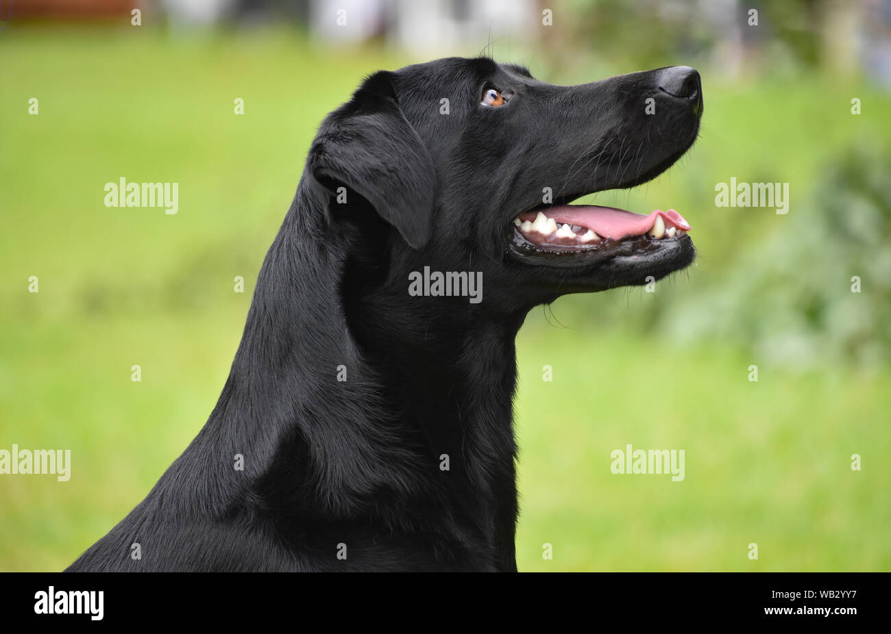 Labrador noir bien formé s'assit en attente d'un ordre de leur propriétaire Banque D'Images