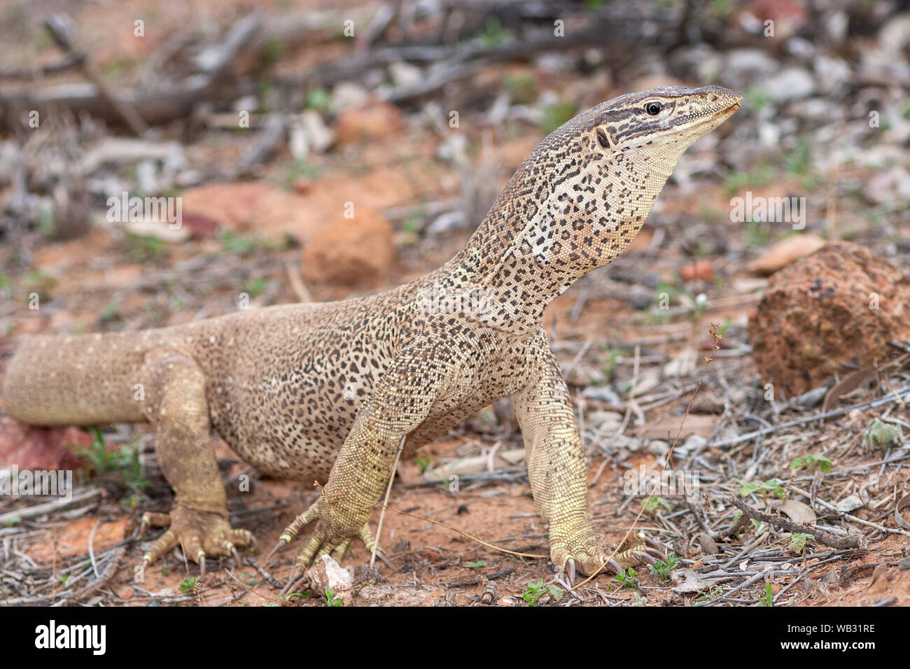 Moniteur ou tachetée jaune Goanna Banque D'Images