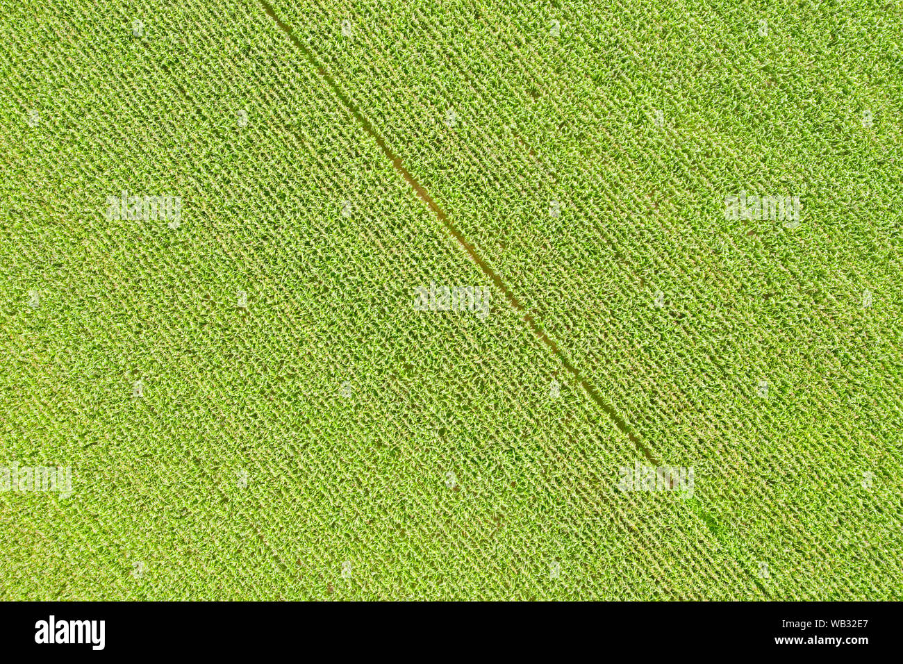 Champ de maïs haut Vue aérienne. Thème de l'agriculture et de l'arrière-plan de texture Banque D'Images