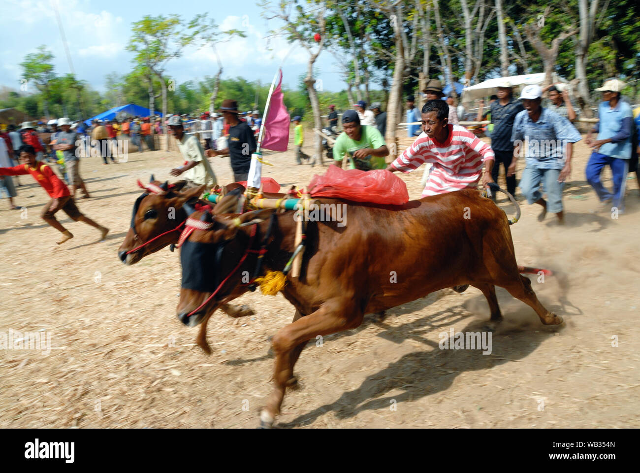 Karapan Sapi, bull race dans l'île de Madura, Indonésie Banque D'Images