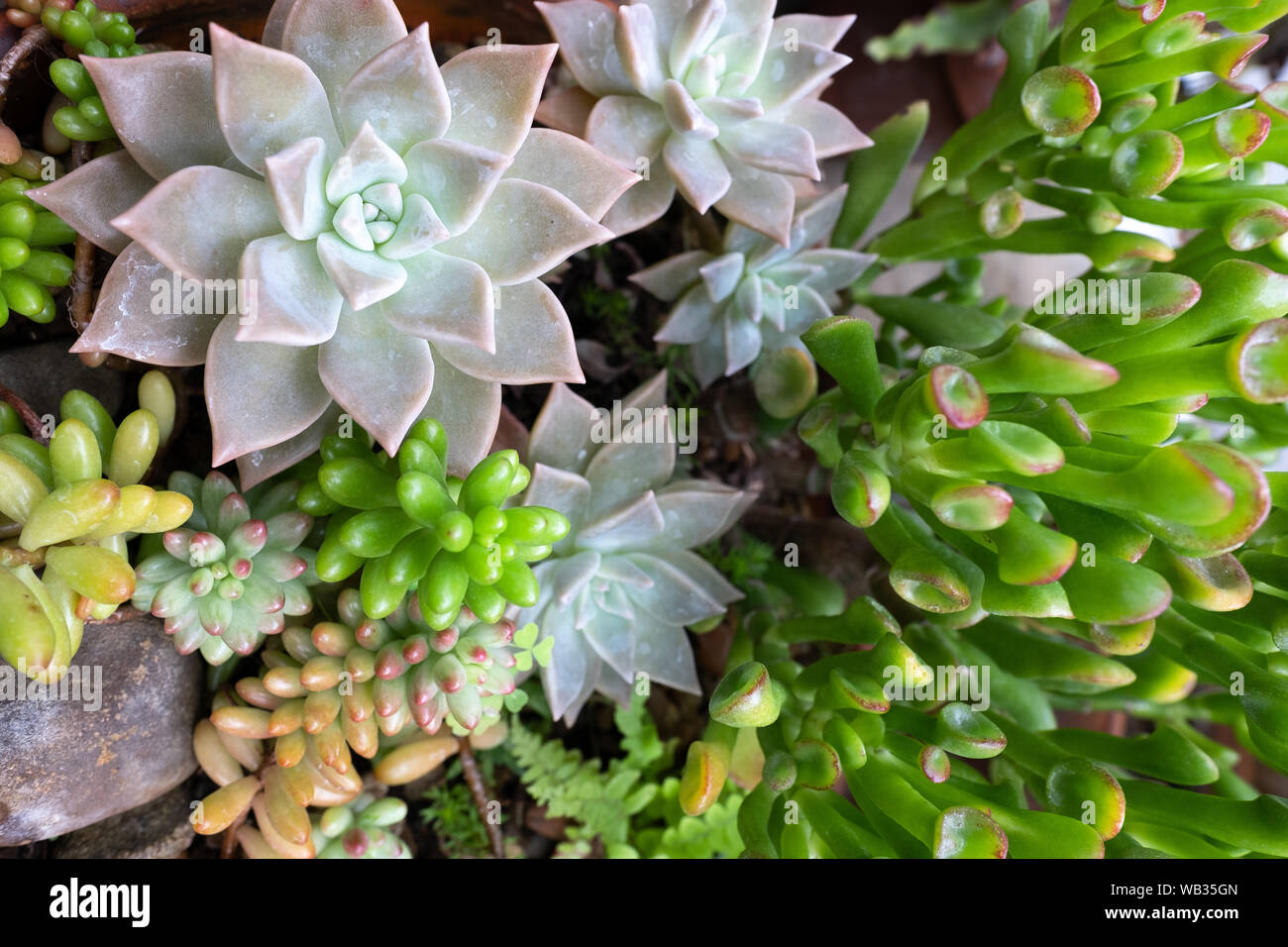 Une variété de différentes plantes vertes succulentes, vues d'en haut Banque D'Images