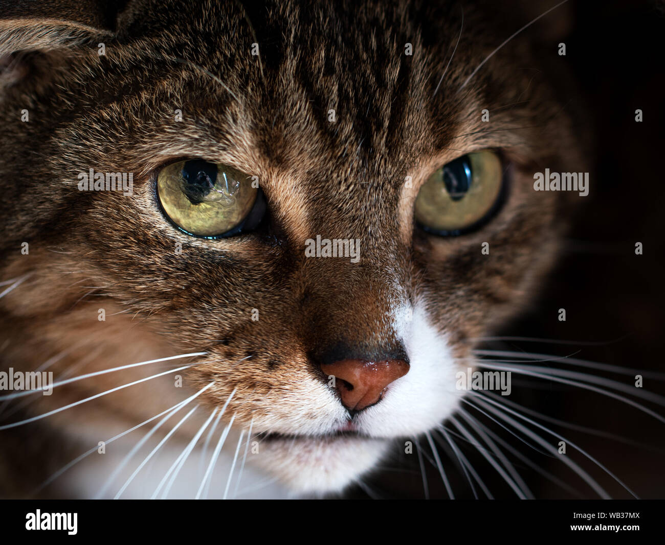 Chat Tigre Avec Des Yeux Jaunes A L Air Craintif Les Problemes Mentaux Et Emotionnels De Chats Photo Stock Alamy