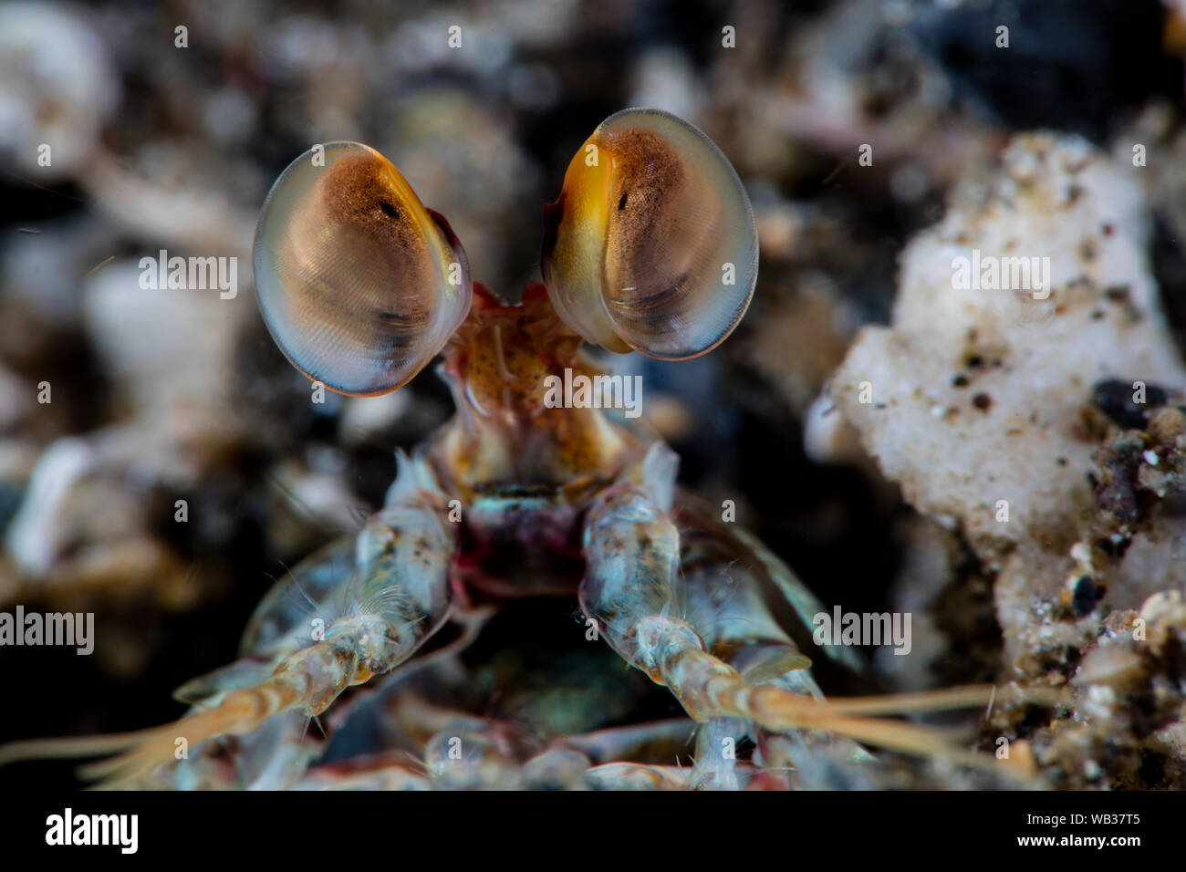 Hibou rose Crevette Mantis Close up des yeux, Anilao Philippines Banque D'Images
