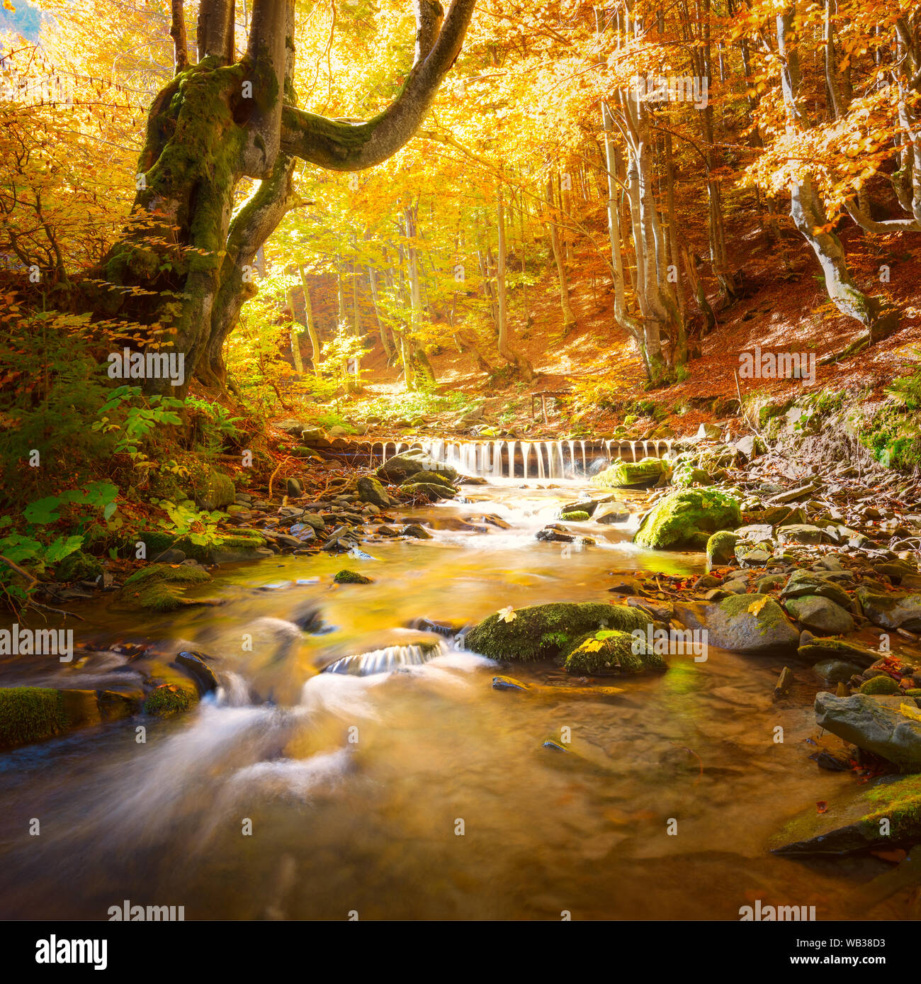 Du vrai paysage d'automne. Petites montagnes rivière en forêt arbres jaune, les couleurs de l'automne la nature. Banque D'Images